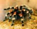 red-kneed-tarantula.jpg